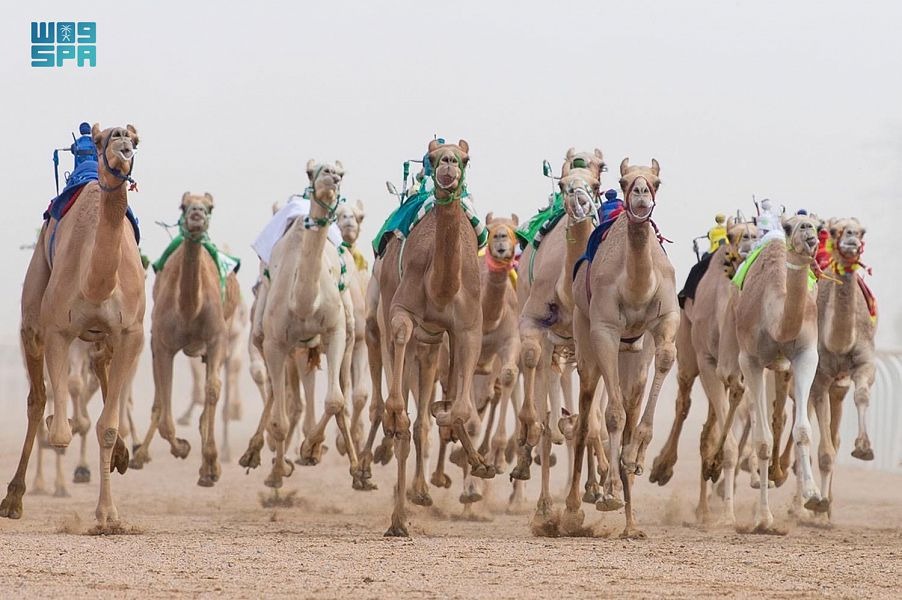  نقلة نوعية للاقتصاد والسياحة في الطائف بمهرجان ولي العهد للهجن..